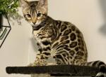 Only 2 left females Bengal Kittens Profile