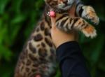 Tigris Profile