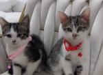 Kittens ready for homes Profile