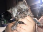 Persian Female Smoke Coat Profile