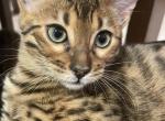 Bengal kittens Profile