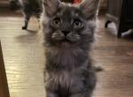 Smoke grey polydactyl female Profile