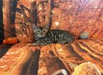 Sheba babies champion bloodline Profile