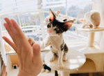 Hotpot Profile