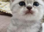 British shorthair Profile