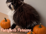 Chocolate bicolor male persian kitten Profile
