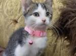 Kittens Profile