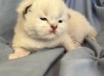 Ragdoll Profile