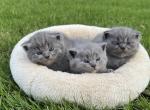 British shorthair kittens available January Profile