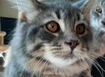 Buddy Big Male Purebred Maine Coon Profile