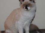 Sabrina Cheribum Ragdoll Profile