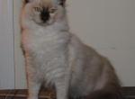 Westley Cherubim Ragdoll Profile