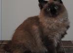 Wyatt Cherubim Ragdoll Profile
