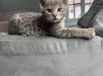 Bodi  Silver F2 Savannah Kitten Profile