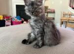 Smoke grey polydactyl female Profile