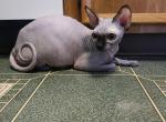 Sphynx male Profile
