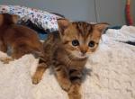 Abyssinian Mix  kittens Profile