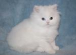 White Male Persian odd eyed Kitten Profile
