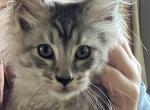 Nimbus Silver Tabby Maine Coon Boy Profile