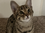 F2 Savannah Boy Wilbert Profile