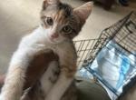 Calico Profile