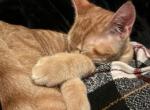 Garfield Profile