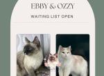 Ebby & Ozzy upcoming breeding Adults NFS Profile