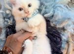Purebred male flame point kitten Profile