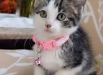 Litter Of Kittens Profile