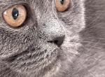 Nala Profile