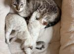 Snow Bengals Profile