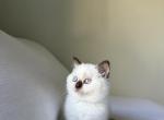 White Scottish Straight Kitten Profile