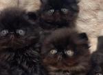 Beautiful Persian Kittens Profile