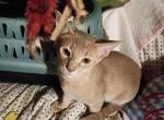 Tickle Me Fawn Profile