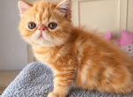 Beautiful persian and exotic kittens Profile