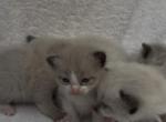 Mias kittens Profile