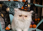 White female persian kitten Profile