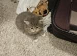 Gray British shorthair babies Profile