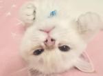 White Chinchilla Profile