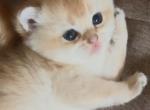 Golden Flkitten1 Profile