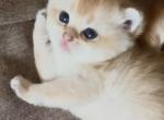 Golden Flkitten1 Profile