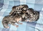 4 kittens available meet in person Profile