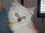 Ragdoll litter Profile