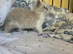 Female blue bi color ragdoll Profile