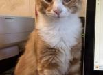 Cheeto Profile