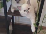 Cute Ragdoll Kittens Profile