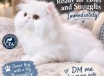 White Male Persian Profile