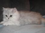 Oliver Shaded Silver Male Persian Profile
