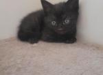 Domestic black kitten Profile
