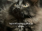 Black Mountain Ragdolls Profile